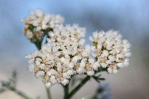 Common Yarrow (Achillea millefolium) Frost-covered plants growing in an overgrown backyard habitat.
https://www.jungledragon.com/image/70958/common_yarrow_achillea_millefolium.html
https://www.jungledragon.com/image/70955/common_yarrow_achillea_millefolium.html
https://www.jungledragon.com/image/70957/common_yarrow_achillea_millefolium.html Achillea millefolium,Common yarrow,Fall,Geotagged,United States