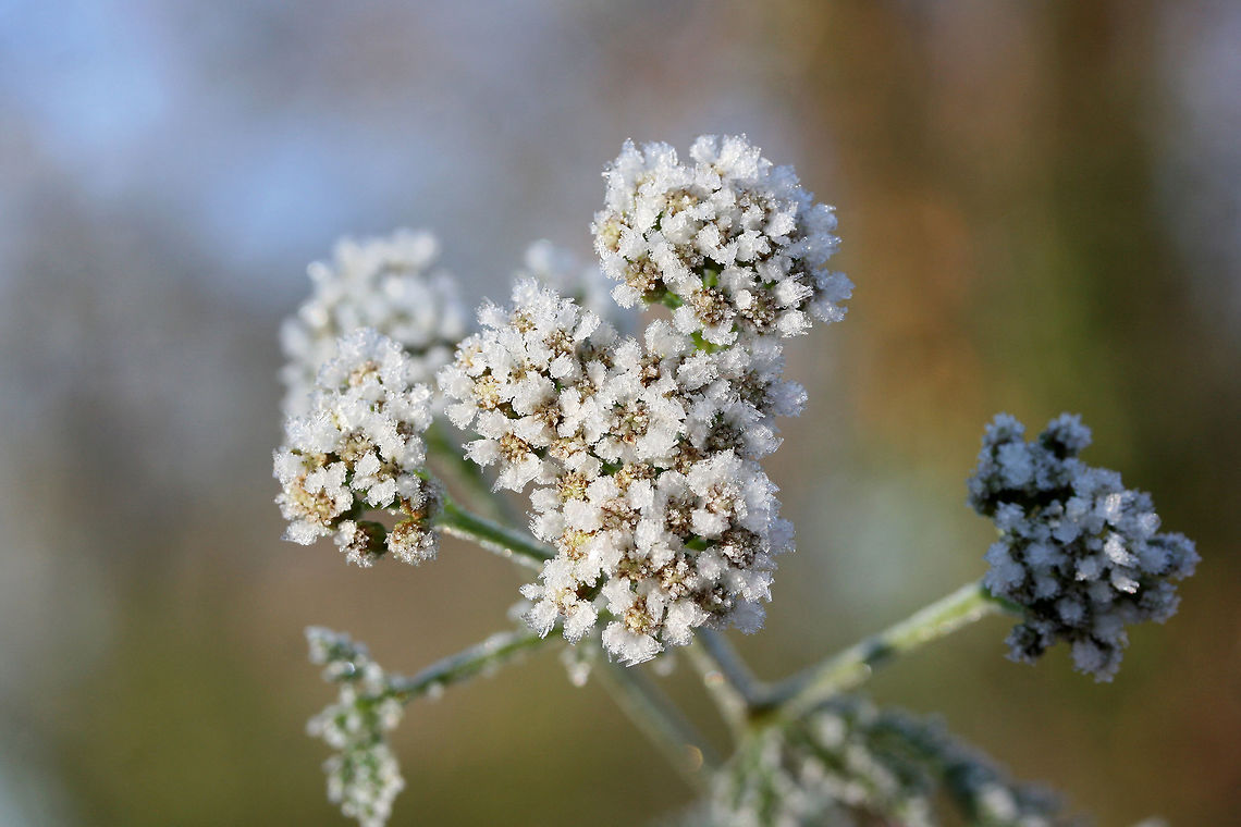 Common Yarrow (Achillea millefolium) Frost-covered plants growing in an overgrown backyard habitat.<br />
<figure class="photo"><a href="https://www.jungledragon.com/image/70958/common_yarrow_achillea_millefolium.html" title="Common Yarrow (Achillea millefolium)"><img src="https://s3.amazonaws.com/media.jungledragon.com/images/3231/70958_thumb.jpg?AWSAccessKeyId=05GMT0V3GWVNE7GGM1R2&Expires=1759968010&Signature=s%2B3dgjpj%2BGKZ%2FnkzkMl0nFrfrEw%3D" width="200" height="134" alt="Common Yarrow (Achillea millefolium) Frost-covered plants growing in an overgrown backyard habitat.<br />
https://www.jungledragon.com/image/70955/common_yarrow_achillea_millefolium.html<br />
https://www.jungledragon.com/image/70956/common_yarrow_achillea_millefolium.html<br />
https://www.jungledragon.com/image/70957/common_yarrow_achillea_millefolium.html Achillea millefolium,Common yarrow,Fall,Geotagged,United States" /></a></figure><br />
<figure class="photo"><a href="https://www.jungledragon.com/image/70956/common_yarrow_achillea_millefolium.html" title="Common Yarrow (Achillea millefolium)"><img src="https://s3.amazonaws.com/media.jungledragon.com/images/3231/70956_thumb.jpg?AWSAccessKeyId=05GMT0V3GWVNE7GGM1R2&Expires=1759968010&Signature=OEcUZiJ6k9tPzvc6uOUnC9QYzT0%3D" width="200" height="134" alt="Common Yarrow (Achillea millefolium) Frost-covered plants growing in an overgrown backyard habitat.<br />
https://www.jungledragon.com/image/70958/common_yarrow_achillea_millefolium.html<br />
https://www.jungledragon.com/image/70955/common_yarrow_achillea_millefolium.html<br />
https://www.jungledragon.com/image/70957/common_yarrow_achillea_millefolium.html Achillea millefolium,Common yarrow,Fall,Geotagged,United States" /></a></figure><br />
<figure class="photo"><a href="https://www.jungledragon.com/image/70955/common_yarrow_achillea_millefolium.html" title="Common Yarrow (Achillea millefolium)"><img src="https://s3.amazonaws.com/media.jungledragon.com/images/3231/70955_thumb.jpg?AWSAccessKeyId=05GMT0V3GWVNE7GGM1R2&Expires=1759968010&Signature=leMvgfdv83Nn0LyDkWa2QSL%2FyIY%3D" width="200" height="134" alt="Common Yarrow (Achillea millefolium) Frost-covered plants growing in an overgrown backyard habitat.<br />
https://www.jungledragon.com/image/70958/common_yarrow_achillea_millefolium.html<br />
https://www.jungledragon.com/image/70956/common_yarrow_achillea_millefolium.html<br />
https://www.jungledragon.com/image/70957/common_yarrow_achillea_millefolium.html Achillea millefolium,Common yarrow,Fall,Geotagged,United States" /></a></figure> Achillea millefolium,Common yarrow,Fall,Geotagged,United States