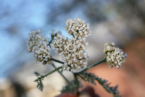 Common Yarrow (Achillea millefolium) Frost-covered plants growing in an overgrown backyard habitat.
https://www.jungledragon.com/image/70955/common_yarrow_achillea_millefolium.html
https://www.jungledragon.com/image/70956/common_yarrow_achillea_millefolium.html
https://www.jungledragon.com/image/70957/common_yarrow_achillea_millefolium.html Achillea millefolium,Common yarrow,Fall,Geotagged,United States