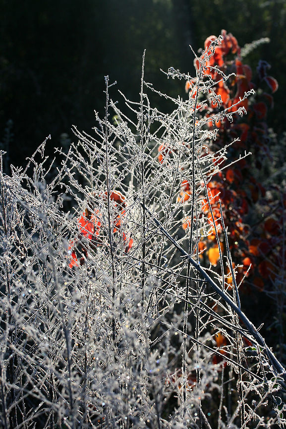 Frosty Morning A frosty scene near the forested edge of an overgrown backyard habitat. This is located in a flood plain, so it is often very bog-like.<br />
<figure class="photo"><a href="https://www.jungledragon.com/image/70960/frosty_morning.html" title="Frosty Morning"><img src="https://s3.amazonaws.com/media.jungledragon.com/images/3231/70960_thumb.jpg?AWSAccessKeyId=05GMT0V3GWVNE7GGM1R2&Expires=1767225610&Signature=OLlF29GkRgPZHwx82DTLPRLk%2FCM%3D" width="200" height="134" alt="Frosty Morning A frosty scene near the forested edge of an overgrown backyard habitat. This is located in a flood plain, so it is often very bog-like.<br />
https://www.jungledragon.com/image/70959/frosty_morning.html Fall,Geotagged,United States,frost,frosty,ice,icy,winter" /></a></figure> Fall,Geotagged,United States,frost,frosty,ice,icy,winter