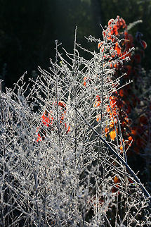 Frosty Morning A frosty scene near the forested edge of an overgrown backyard habitat. This is located in a flood plain, so it is often very bog-like.
https://www.jungledragon.com/image/70960/frosty_morning.html Fall,Geotagged,United States,frost,frosty,ice,icy,winter