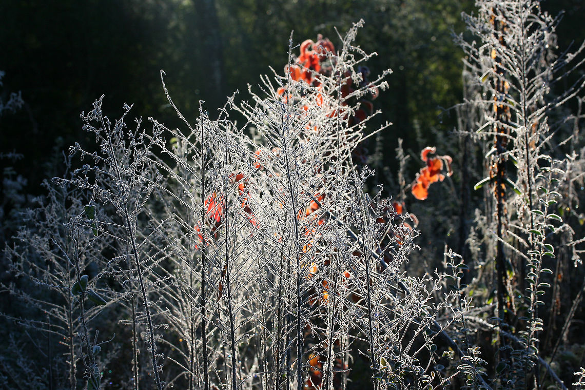 Frosty Morning A frosty scene near the forested edge of an overgrown backyard habitat. This is located in a flood plain, so it is often very bog-like.<br />
<figure class="photo"><a href="https://www.jungledragon.com/image/70959/frosty_morning.html" title="Frosty Morning"><img src="https://s3.amazonaws.com/media.jungledragon.com/images/3231/70959_thumb.jpg?AWSAccessKeyId=05GMT0V3GWVNE7GGM1R2&Expires=1767225610&Signature=RLMtCaskZ1Jde4Fj4eKZ%2F%2B7iHn4%3D" width="102" height="152" alt="Frosty Morning A frosty scene near the forested edge of an overgrown backyard habitat. This is located in a flood plain, so it is often very bog-like.<br />
https://www.jungledragon.com/image/70960/frosty_morning.html Fall,Geotagged,United States,frost,frosty,ice,icy,winter" /></a></figure> Fall,Geotagged,United States,frost,frosty,ice,icy,winter
