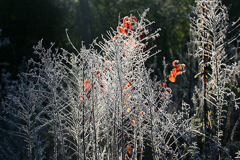 Frosty Morning A frosty scene near the forested edge of an overgrown backyard habitat. This is located in a flood plain, so it is often very bog-like.
https://www.jungledragon.com/image/70959/frosty_morning.html Fall,Geotagged,United States,frost,frosty,ice,icy,winter