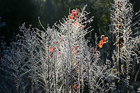 Frosty Morning A frosty scene near the forested edge of an overgrown backyard habitat. This is located in a flood plain, so it is often very bog-like.<br />
https://www.jungledragon.com/image/70959/frosty_morning.html Fall,Geotagged,United States,frost,frosty,ice,icy,winter