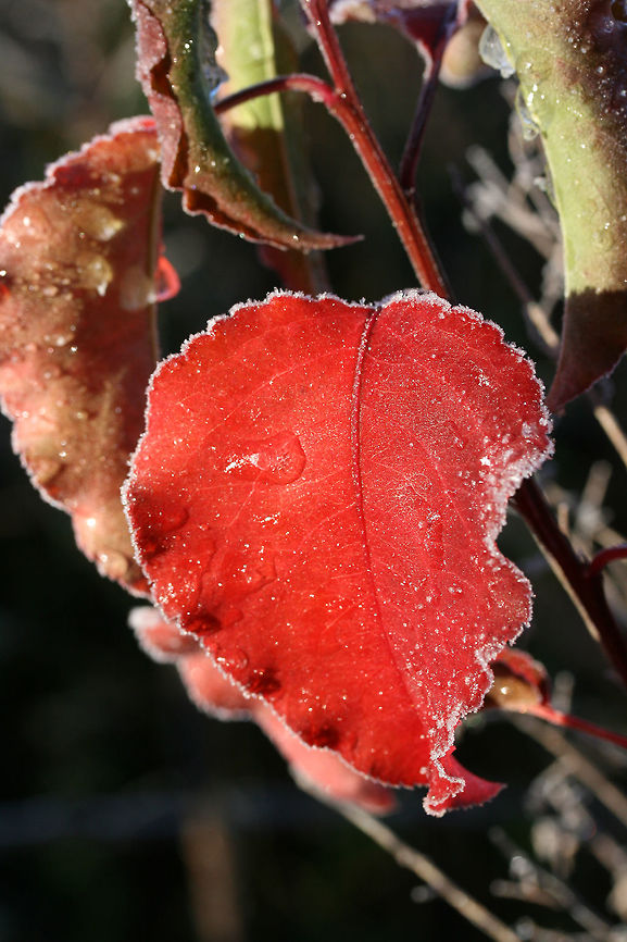 Bradford Pear Tree (Pyrus calleryana) INVASIVE. Growing in an overgrown backyard habitat.<br />
<br />
The Bradford pear tree was introduced to the US in order to combat fire blight, a deadly bacterial disease of the common pear (Pyrus communis). It is a cultivar of the Callery pear from China and has been a popular ornamental tree in the U.S. from the 1950s through the present. The Bradford pear is sterile and does not produce fruits. Cross-pollination has led to fruit production and a wide dispersal of seeds, making this a highly invasive plant in parts of the US. It forms thick, thorny thickets which strangle out other native tree species.<br />
<br />
The Bradford Pear has a very weak branch structure and is prone to splitting and dropping large branches. It also has a very pungent (rot-like odor) when it blossoms in spring.<br />
<figure class="photo"><a href="https://www.jungledragon.com/image/70962/bradford_pear_tree_pyrus_calleryana.html" title="Bradford Pear Tree (Pyrus calleryana)"><img src="https://s3.amazonaws.com/media.jungledragon.com/images/3231/70962_thumb.jpg?AWSAccessKeyId=05GMT0V3GWVNE7GGM1R2&Expires=1770854410&Signature=WB2y%2FtKZNrWqn6tOtRqqbRYB9zo%3D" width="102" height="152" alt="Bradford Pear Tree (Pyrus calleryana) INVASIVE. Growing in an overgrown backyard habitat.<br />
<br />
The Bradford pear tree was introduced to the US in order to combat fire blight, a deadly bacterial disease of the common pear (Pyrus communis). It is a cultivar of the Callery pear from China and has been a popular ornamental tree in the U.S. from the 1950s through the present. The Bradford pear is sterile and does not produce fruits. Cross-pollination has led to fruit production and a wide dispersal of seeds, making this a highly invasive plant in parts of the US. It forms thick, thorny thickets which strangle out other native tree species.<br />
<br />
The Bradford Pear has a very weak branch structure and is prone to splitting and dropping large branches. It also has a very pungent (rot-like odor) when it blossoms in spring.<br />
https://www.jungledragon.com/image/70961/bradford_pear_tree_pyrus_calleryana.html Fall,Geotagged,Pyrus calleryana,United States" /></a></figure> Fall,Geotagged,Pyrus calleryana,United States