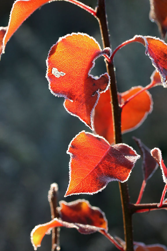 Bradford Pear Tree (Pyrus calleryana) INVASIVE. Growing in an overgrown backyard habitat.<br />
<br />
The Bradford pear tree was introduced to the US in order to combat fire blight, a deadly bacterial disease of the common pear (Pyrus communis). It is a cultivar of the Callery pear from China and has been a popular ornamental tree in the U.S. from the 1950s through the present. The Bradford pear is sterile and does not produce fruits. Cross-pollination has led to fruit production and a wide dispersal of seeds, making this a highly invasive plant in parts of the US. It forms thick, thorny thickets which strangle out other native tree species.<br />
<br />
The Bradford Pear has a very weak branch structure and is prone to splitting and dropping large branches. It also has a very pungent (rot-like odor) when it blossoms in spring.<br />
<figure class="photo"><a href="https://www.jungledragon.com/image/70961/bradford_pear_tree_pyrus_calleryana.html" title="Bradford Pear Tree (Pyrus calleryana)"><img src="https://s3.amazonaws.com/media.jungledragon.com/images/3231/70961_thumb.jpg?AWSAccessKeyId=05GMT0V3GWVNE7GGM1R2&Expires=1770854410&Signature=zBLOSchbyKUPkau6EnxNrS98a5Y%3D" width="102" height="152" alt="Bradford Pear Tree (Pyrus calleryana) INVASIVE. Growing in an overgrown backyard habitat.<br />
<br />
The Bradford pear tree was introduced to the US in order to combat fire blight, a deadly bacterial disease of the common pear (Pyrus communis). It is a cultivar of the Callery pear from China and has been a popular ornamental tree in the U.S. from the 1950s through the present. The Bradford pear is sterile and does not produce fruits. Cross-pollination has led to fruit production and a wide dispersal of seeds, making this a highly invasive plant in parts of the US. It forms thick, thorny thickets which strangle out other native tree species.<br />
<br />
The Bradford Pear has a very weak branch structure and is prone to splitting and dropping large branches. It also has a very pungent (rot-like odor) when it blossoms in spring.<br />
https://www.jungledragon.com/image/70962/bradford_pear_tree_pyrus_calleryana.html Fall,Geotagged,Pyrus calleryana,United States" /></a></figure> Fall,Geotagged,Pyrus calleryana,United States