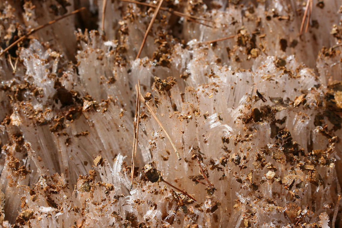 Needle Ice Formations It was a bitter day, but I got to view some really beautiful ice columns (aka &quot;needle ice&quot;) whilst on a short hike with my husband and father-in-law back in January of 2018.<br />
<br />
These ice formations occur when above freezing (moist) soil comes into contact with below freezing air. Water flowing below the soil is pulled up to the surface via capillary action and is frozen on contact with the air. Needle-like columns are formed as the water continues to be drawn up to surface.<br />
<figure class="photo"><a href="https://www.jungledragon.com/image/70967/needle_ice_formations.html" title="Needle Ice Formations"><img src="https://s3.amazonaws.com/media.jungledragon.com/images/3231/70967_thumb.JPG?AWSAccessKeyId=05GMT0V3GWVNE7GGM1R2&Expires=1759968010&Signature=M6hNMbo1a6avF4a%2FBQYeRKHDW1I%3D" width="102" height="152" alt="Needle Ice Formations It was a bitter day, but I got to view some really beautiful ice columns (aka &quot;needle ice&quot;) whilst on a short hike with my husband and father-in-law back in January of 2018.<br />
<br />
These ice formations occur when above freezing (moist) soil comes into contact with below freezing air. Water flowing below the soil is pulled up to the surface via capillary action and is frozen on contact with the air. Needle-like columns are formed as the water continues to be drawn up to surface.<br />
https://www.jungledragon.com/image/70963/needle_ice_formations.html<br />
https://www.jungledragon.com/image/70964/needle_ice_formations.html<br />
https://www.jungledragon.com/image/70965/needle_ice_formations.html Geotagged,United States,Winter,column ice,ice,ice columns,ice formation,ice formations,icy,needle ice,wintry" /></a></figure><br />
<figure class="photo"><a href="https://www.jungledragon.com/image/70963/needle_ice_formations.html" title="Needle Ice Formations"><img src="https://s3.amazonaws.com/media.jungledragon.com/images/3231/70963_thumb.JPG?AWSAccessKeyId=05GMT0V3GWVNE7GGM1R2&Expires=1759968010&Signature=7vOMpYcrChKRsSKvJBloX%2FCkyxI%3D" width="102" height="152" alt="Needle Ice Formations It was a bitter day, but I got to view some really beautiful ice columns (aka &quot;needle ice&quot;) whilst on a short hike with my husband and father-in-law back in January of 2018.<br />
<br />
These ice formations occur when above freezing (moist) soil comes into contact with below freezing air. Water flowing below the soil is pulled up to the surface via capillary action and is frozen on contact with the air. Needle-like columns are formed as the water continues to be drawn up to surface.<br />
https://www.jungledragon.com/image/70967/needle_ice_formations.html<br />
https://www.jungledragon.com/image/70964/needle_ice_formations.html<br />
https://www.jungledragon.com/image/70965/needle_ice_formations.html Geotagged,United States,Winter,column ice,ice columns,ice formation,ice formations,needle ice,winter,wintry" /></a></figure><br />
<figure class="photo"><a href="https://www.jungledragon.com/image/70965/needle_ice_formations.html" title="Needle Ice Formations"><img src="https://s3.amazonaws.com/media.jungledragon.com/images/3231/70965_thumb.JPG?AWSAccessKeyId=05GMT0V3GWVNE7GGM1R2&Expires=1759968010&Signature=6qGVtHt3WyR6B5yYucWYjqpTHEU%3D" width="200" height="134" alt="Needle Ice Formations It was a bitter day, but I got to view some really beautiful ice columns (aka &quot;needle ice&quot;) whilst on a short hike with my husband and father-in-law back in January of 2018.<br />
<br />
These ice formations occur when above freezing (moist) soil comes into contact with below freezing air. Water flowing below the soil is pulled up to the surface via capillary action and is frozen on contact with the air. Needle-like columns are formed as the water continues to be drawn up to surface.<br />
https://www.jungledragon.com/image/70967/needle_ice_formations.html<br />
https://www.jungledragon.com/image/70964/needle_ice_formations.html<br />
https://www.jungledragon.com/image/70963/needle_ice_formations.html Geotagged,United States,Winter,column ice,ice,ice columns,ice formation,ice formations,icy,needle ice,wintry" /></a></figure> Geotagged,United States,Winter,column ice,ice,ice columns,ice formation,ice formations,icy,needle ice,wintry