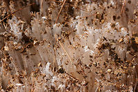 Needle Ice Formations It was a bitter day, but I got to view some really beautiful ice columns (aka "needle ice") whilst on a short hike with my husband and father-in-law back in January of 2018.<br />
<br />
These ice formations occur when above freezing (moist) soil comes into contact with below freezing air. Water flowing below the soil is pulled up to the surface via capillary action and is frozen on contact with the air. Needle-like columns are formed as the water continues to be drawn up to surface.<br />
https://www.jungledragon.com/image/70967/needle_ice_formations.html<br />
https://www.jungledragon.com/image/70963/needle_ice_formations.html<br />
https://www.jungledragon.com/image/70965/needle_ice_formations.html Geotagged,United States,Winter,column ice,ice,ice columns,ice formation,ice formations,icy,needle ice,wintry