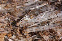 Needle Ice Formations It was a bitter day, but I got to view some really beautiful ice columns (aka "needle ice") whilst on a short hike with my husband and father-in-law back in January of 2018.<br />
<br />
These ice formations occur when above freezing (moist) soil comes into contact with below freezing air. Water flowing below the soil is pulled up to the surface via capillary action and is frozen on contact with the air. Needle-like columns are formed as the water continues to be drawn up to surface.<br />
https://www.jungledragon.com/image/70967/needle_ice_formations.html<br />
https://www.jungledragon.com/image/70964/needle_ice_formations.html<br />
https://www.jungledragon.com/image/70963/needle_ice_formations.html Geotagged,United States,Winter,column ice,ice,ice columns,ice formation,ice formations,icy,needle ice,wintry