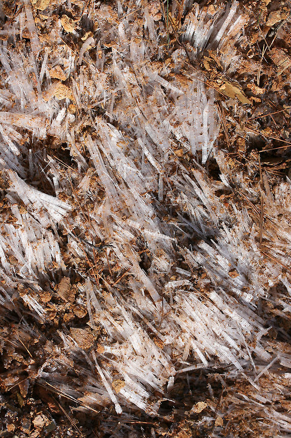 Needle Ice Formations It was a bitter day, but I got to view some really beautiful ice columns (aka &quot;needle ice&quot;) whilst on a short hike with my husband and father-in-law back in January of 2018.<br />
<br />
These ice formations occur when above freezing (moist) soil comes into contact with below freezing air. Water flowing below the soil is pulled up to the surface via capillary action and is frozen on contact with the air. Needle-like columns are formed as the water continues to be drawn up to surface.<br />
<figure class="photo"><a href="https://www.jungledragon.com/image/70963/needle_ice_formations.html" title="Needle Ice Formations"><img src="https://s3.amazonaws.com/media.jungledragon.com/images/3231/70963_thumb.JPG?AWSAccessKeyId=05GMT0V3GWVNE7GGM1R2&Expires=1767225610&Signature=wSKtemYx8WiMrW3UqTx8YpdTvLY%3D" width="102" height="152" alt="Needle Ice Formations It was a bitter day, but I got to view some really beautiful ice columns (aka &quot;needle ice&quot;) whilst on a short hike with my husband and father-in-law back in January of 2018.<br />
<br />
These ice formations occur when above freezing (moist) soil comes into contact with below freezing air. Water flowing below the soil is pulled up to the surface via capillary action and is frozen on contact with the air. Needle-like columns are formed as the water continues to be drawn up to surface.<br />
https://www.jungledragon.com/image/70967/needle_ice_formations.html<br />
https://www.jungledragon.com/image/70964/needle_ice_formations.html<br />
https://www.jungledragon.com/image/70965/needle_ice_formations.html Geotagged,United States,Winter,column ice,ice columns,ice formation,ice formations,needle ice,winter,wintry" /></a></figure><br />
<figure class="photo"><a href="https://www.jungledragon.com/image/70964/needle_ice_formations.html" title="Needle Ice Formations"><img src="https://s3.amazonaws.com/media.jungledragon.com/images/3231/70964_thumb.JPG?AWSAccessKeyId=05GMT0V3GWVNE7GGM1R2&Expires=1767225610&Signature=E55ayDCv%2FjNH7QW8sq48mS8ZP%2Bw%3D" width="200" height="134" alt="Needle Ice Formations It was a bitter day, but I got to view some really beautiful ice columns (aka &quot;needle ice&quot;) whilst on a short hike with my husband and father-in-law back in January of 2018.<br />
<br />
These ice formations occur when above freezing (moist) soil comes into contact with below freezing air. Water flowing below the soil is pulled up to the surface via capillary action and is frozen on contact with the air. Needle-like columns are formed as the water continues to be drawn up to surface.<br />
https://www.jungledragon.com/image/70967/needle_ice_formations.html<br />
https://www.jungledragon.com/image/70963/needle_ice_formations.html<br />
https://www.jungledragon.com/image/70965/needle_ice_formations.html Geotagged,United States,Winter,column ice,ice,ice columns,ice formation,ice formations,icy,needle ice,wintry" /></a></figure><br />
<figure class="photo"><a href="https://www.jungledragon.com/image/70965/needle_ice_formations.html" title="Needle Ice Formations"><img src="https://s3.amazonaws.com/media.jungledragon.com/images/3231/70965_thumb.JPG?AWSAccessKeyId=05GMT0V3GWVNE7GGM1R2&Expires=1767225610&Signature=%2FYcTW%2FjHlh4q4NyknyFxgCRzU5Q%3D" width="200" height="134" alt="Needle Ice Formations It was a bitter day, but I got to view some really beautiful ice columns (aka &quot;needle ice&quot;) whilst on a short hike with my husband and father-in-law back in January of 2018.<br />
<br />
These ice formations occur when above freezing (moist) soil comes into contact with below freezing air. Water flowing below the soil is pulled up to the surface via capillary action and is frozen on contact with the air. Needle-like columns are formed as the water continues to be drawn up to surface.<br />
https://www.jungledragon.com/image/70967/needle_ice_formations.html<br />
https://www.jungledragon.com/image/70964/needle_ice_formations.html<br />
https://www.jungledragon.com/image/70963/needle_ice_formations.html Geotagged,United States,Winter,column ice,ice,ice columns,ice formation,ice formations,icy,needle ice,wintry" /></a></figure> Geotagged,United States,Winter,column ice,ice,ice columns,ice formation,ice formations,icy,needle ice,wintry