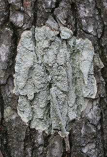 Pertusaria sp. Lichen growing on (Loblolly Pine) Pinus taeda. Geotagged,Pertusaria,United States,Winter,lichen,lichens