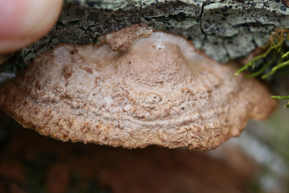 Mustard Yellow Polypore (Fuscoporia gilva) Growing on hardwood (possibly Quercus sp.) in a valley in a dense mixed forest in Gordon County, Georgia, US.<br />
<br />
Around two weeks prior to this observation, it was way more purple and lumpy in appearance. <br />
<figure class="photo"><a href="https://www.jungledragon.com/image/70981/mustard_yellow_polypore_fuscoporia_gilva.html" title="Mustard Yellow Polypore (Fuscoporia gilva)"><img src="https://s3.amazonaws.com/media.jungledragon.com/images/3231/70981_thumb.jpg?AWSAccessKeyId=05GMT0V3GWVNE7GGM1R2&Expires=1767225610&Signature=%2FZfb5XFAJ9eQOrhnpHO08Cvj6Wc%3D" width="200" height="134" alt="Mustard Yellow Polypore (Fuscoporia gilva) Growing on hardwood (possibly Quercus sp.) in a valley in a dense mixed forest in Gordon County, Georgia, US.<br />
<br />
Around two weeks prior to this observation, it was way more purple and lumpy in appearance.<br />
https://www.jungledragon.com/image/70980/mustard_yellow_polypore_fuscoporia_gilva.html<br />
Resupinate form covered in Phlebiopsis crassa:<br />
https://www.jungledragon.com/image/70983/mustard_yellow_polypore_fuscoporia_gilva_-_immature.html<br />
https://www.jungledragon.com/image/70984/mustard_yellow_polypore_fuscoporia_gilva_-_immature.html<br />
 Fuscoporia gilva,Geotagged,Mustard Yellow Polypore,United States,Winter" /></a></figure><br />
Resupinate form covered in Phlebiopsis crassa:<br />
<figure class="photo"><a href="https://www.jungledragon.com/image/70983/phlebiopsis_crassa_on_resupinate_pore_surface_of_fuscoporia_gilva.html" title="Phlebiopsis crassa on Resupinate Pore Surface of Fuscoporia gilva"><img src="https://s3.amazonaws.com/media.jungledragon.com/images/3231/70983_thumb.JPG?AWSAccessKeyId=05GMT0V3GWVNE7GGM1R2&Expires=1767225610&Signature=t1OZkoZ7fZm3avxYE5VQQreFLyE%3D" width="200" height="134" alt="Phlebiopsis crassa on Resupinate Pore Surface of Fuscoporia gilva Deep purple to dirty orange growth with a white &ldquo;fuzzy&rdquo; edge and a lumpy appearance. Growing on a rotting hardwood log (along with lichens) in a dense mixed hardwood/coniferous forest in Northwest Georgia (Gordon County), US. <br />
https://www.jungledragon.com/image/70984/mustard_yellow_polypore_fuscoporia_gilva_-_immature.html<br />
Later observation of Fuscoporia gilva:<br />
https://www.jungledragon.com/image/70980/mustard_yellow_polypore_fuscoporia_gilva.html<br />
https://www.jungledragon.com/image/70981/mustard_yellow_polypore_fuscoporia_gilva.html Fuscoporia gilva,Geotagged,Mustard Yellow Polypore,Phlebiopsis crassa,United States,Winter" /></a></figure><br />
<figure class="photo"><a href="https://www.jungledragon.com/image/70984/phlebiopsis_crassa_on_resupinate_pore_surface_of_fuscoporia_gilva.html" title="Phlebiopsis crassa on Resupinate Pore Surface of Fuscoporia gilva"><img src="https://s3.amazonaws.com/media.jungledragon.com/images/3231/70984_thumb.JPG?AWSAccessKeyId=05GMT0V3GWVNE7GGM1R2&Expires=1767225610&Signature=By9OiIEgmIlJlLd6hGhWbkot9dA%3D" width="200" height="134" alt="Phlebiopsis crassa on Resupinate Pore Surface of Fuscoporia gilva Deep purple to dirty orange growth with a white &ldquo;fuzzy&rdquo; edge and a lumpy appearance. Growing on a rotting hardwood log (along with lichens) in a dense mixed hardwood/coniferous forest in Northwest Georgia (Gordon County), US. <br />
https://www.jungledragon.com/image/70983/mustard_yellow_polypore_fuscoporia_gilva_-_immature.html<br />
Later observation of Fuscoporia gilva:<br />
https://www.jungledragon.com/image/70980/mustard_yellow_polypore_fuscoporia_gilva.html<br />
https://www.jungledragon.com/image/70981/mustard_yellow_polypore_fuscoporia_gilva.html Fuscoporia gilva,Geotagged,Mustard Yellow Polypore,Phlebiopsis crassa,United States,Winter" /></a></figure> Fuscoporia gilva,Geotagged,Mustard Yellow Polypore,United States,Winter