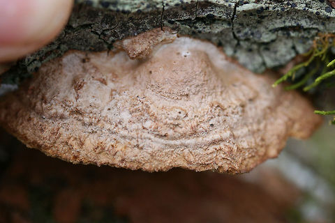 Mustard Yellow Polypore (Fuscoporia gilva) Growing on hardwood (possibly Quercus sp.) in a valley in a dense mixed forest in Gordon County, Georgia, US.

Around two weeks prior to this observation, it was way more purple and lumpy in appearance. 
https://www.jungledragon.com/image/70981/mustard_yellow_polypore_fuscoporia_gilva.html
Resupinate form covered in Phlebiopsis crassa:
https://www.jungledragon.com/image/70983/mustard_yellow_polypore_fuscoporia_gilva_-_immature.html
https://www.jungledragon.com/image/70984/mustard_yellow_polypore_fuscoporia_gilva_-_immature.html Fuscoporia gilva,Geotagged,Mustard Yellow Polypore,United States,Winter