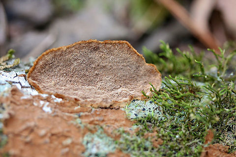 Mustard Yellow Polypore (Fuscoporia gilva) Growing on hardwood (possibly Quercus sp.) in a valley in a dense mixed forest in Gordon County, Georgia, US.

Around two weeks prior to this observation, it was way more purple and lumpy in appearance.
https://www.jungledragon.com/image/70980/mustard_yellow_polypore_fuscoporia_gilva.html
Resupinate form covered in Phlebiopsis crassa:
https://www.jungledragon.com/image/70983/mustard_yellow_polypore_fuscoporia_gilva_-_immature.html
https://www.jungledragon.com/image/70984/mustard_yellow_polypore_fuscoporia_gilva_-_immature.html
 Fuscoporia gilva,Geotagged,Mustard Yellow Polypore,United States,Winter