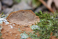 Mustard Yellow Polypore (Fuscoporia gilva) Growing on hardwood (possibly Quercus sp.) in a valley in a dense mixed forest in Gordon County, Georgia, US.<br />
<br />
Around two weeks prior to this observation, it was way more purple and lumpy in appearance.<br />
https://www.jungledragon.com/image/70980/mustard_yellow_polypore_fuscoporia_gilva.html<br />
Resupinate form covered in Phlebiopsis crassa:<br />
https://www.jungledragon.com/image/70983/mustard_yellow_polypore_fuscoporia_gilva_-_immature.html<br />
https://www.jungledragon.com/image/70984/mustard_yellow_polypore_fuscoporia_gilva_-_immature.html<br />
 Fuscoporia gilva,Geotagged,Mustard Yellow Polypore,United States,Winter