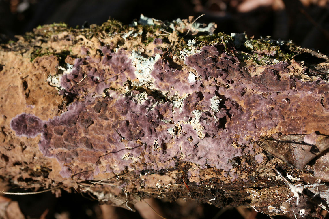 Phlebiopsis crassa on Resupinate Pore Surface of Fuscoporia gilva Deep purple to dirty orange growth with a white &ldquo;fuzzy&rdquo; edge and a lumpy appearance. Growing on a rotting hardwood log (along with lichens) in a dense mixed hardwood/coniferous forest in Northwest Georgia (Gordon County), US. <br />
<figure class="photo"><a href="https://www.jungledragon.com/image/70984/phlebiopsis_crassa_on_resupinate_pore_surface_of_fuscoporia_gilva.html" title="Phlebiopsis crassa on Resupinate Pore Surface of Fuscoporia gilva"><img src="https://s3.amazonaws.com/media.jungledragon.com/images/3231/70984_thumb.JPG?AWSAccessKeyId=05GMT0V3GWVNE7GGM1R2&Expires=1767225610&Signature=By9OiIEgmIlJlLd6hGhWbkot9dA%3D" width="200" height="134" alt="Phlebiopsis crassa on Resupinate Pore Surface of Fuscoporia gilva Deep purple to dirty orange growth with a white &ldquo;fuzzy&rdquo; edge and a lumpy appearance. Growing on a rotting hardwood log (along with lichens) in a dense mixed hardwood/coniferous forest in Northwest Georgia (Gordon County), US. <br />
https://www.jungledragon.com/image/70983/mustard_yellow_polypore_fuscoporia_gilva_-_immature.html<br />
Later observation of Fuscoporia gilva:<br />
https://www.jungledragon.com/image/70980/mustard_yellow_polypore_fuscoporia_gilva.html<br />
https://www.jungledragon.com/image/70981/mustard_yellow_polypore_fuscoporia_gilva.html Fuscoporia gilva,Geotagged,Mustard Yellow Polypore,Phlebiopsis crassa,United States,Winter" /></a></figure><br />
Later observation of Fuscoporia gilva:<br />
<figure class="photo"><a href="https://www.jungledragon.com/image/70980/mustard_yellow_polypore_fuscoporia_gilva.html" title="Mustard Yellow Polypore (Fuscoporia gilva)"><img src="https://s3.amazonaws.com/media.jungledragon.com/images/3231/70980_thumb.jpg?AWSAccessKeyId=05GMT0V3GWVNE7GGM1R2&Expires=1767225610&Signature=hummIt%2Fxepb2GdTi%2FrAnrJaIGgU%3D" width="200" height="134" alt="Mustard Yellow Polypore (Fuscoporia gilva) Growing on hardwood (possibly Quercus sp.) in a valley in a dense mixed forest in Gordon County, Georgia, US.<br />
<br />
Around two weeks prior to this observation, it was way more purple and lumpy in appearance. <br />
https://www.jungledragon.com/image/70981/mustard_yellow_polypore_fuscoporia_gilva.html<br />
Resupinate form covered in Phlebiopsis crassa:<br />
https://www.jungledragon.com/image/70983/mustard_yellow_polypore_fuscoporia_gilva_-_immature.html<br />
https://www.jungledragon.com/image/70984/mustard_yellow_polypore_fuscoporia_gilva_-_immature.html Fuscoporia gilva,Geotagged,Mustard Yellow Polypore,United States,Winter" /></a></figure><br />
<figure class="photo"><a href="https://www.jungledragon.com/image/70981/mustard_yellow_polypore_fuscoporia_gilva.html" title="Mustard Yellow Polypore (Fuscoporia gilva)"><img src="https://s3.amazonaws.com/media.jungledragon.com/images/3231/70981_thumb.jpg?AWSAccessKeyId=05GMT0V3GWVNE7GGM1R2&Expires=1767225610&Signature=%2FZfb5XFAJ9eQOrhnpHO08Cvj6Wc%3D" width="200" height="134" alt="Mustard Yellow Polypore (Fuscoporia gilva) Growing on hardwood (possibly Quercus sp.) in a valley in a dense mixed forest in Gordon County, Georgia, US.<br />
<br />
Around two weeks prior to this observation, it was way more purple and lumpy in appearance.<br />
https://www.jungledragon.com/image/70980/mustard_yellow_polypore_fuscoporia_gilva.html<br />
Resupinate form covered in Phlebiopsis crassa:<br />
https://www.jungledragon.com/image/70983/mustard_yellow_polypore_fuscoporia_gilva_-_immature.html<br />
https://www.jungledragon.com/image/70984/mustard_yellow_polypore_fuscoporia_gilva_-_immature.html<br />
 Fuscoporia gilva,Geotagged,Mustard Yellow Polypore,United States,Winter" /></a></figure> Fuscoporia gilva,Geotagged,Mustard Yellow Polypore,Phlebiopsis crassa,United States,Winter