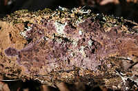 Phlebiopsis crassa on Resupinate Pore Surface of Fuscoporia gilva Deep purple to dirty orange growth with a white “fuzzy” edge and a lumpy appearance. Growing on a rotting hardwood log (along with lichens) in a dense mixed hardwood/coniferous forest in Northwest Georgia (Gordon County), US. <br />
https://www.jungledragon.com/image/70984/mustard_yellow_polypore_fuscoporia_gilva_-_immature.html<br />
Later observation of Fuscoporia gilva:<br />
https://www.jungledragon.com/image/70980/mustard_yellow_polypore_fuscoporia_gilva.html<br />
https://www.jungledragon.com/image/70981/mustard_yellow_polypore_fuscoporia_gilva.html Fuscoporia gilva,Geotagged,Mustard Yellow Polypore,Phlebiopsis crassa,United States,Winter