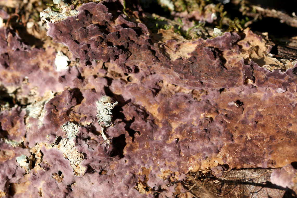 Phlebiopsis crassa on Resupinate Pore Surface of Fuscoporia gilva Deep purple to dirty orange growth with a white &ldquo;fuzzy&rdquo; edge and a lumpy appearance. Growing on a rotting hardwood log (along with lichens) in a dense mixed hardwood/coniferous forest in Northwest Georgia (Gordon County), US. <br />
<figure class="photo"><a href="https://www.jungledragon.com/image/70983/phlebiopsis_crassa_on_resupinate_pore_surface_of_fuscoporia_gilva.html" title="Phlebiopsis crassa on Resupinate Pore Surface of Fuscoporia gilva"><img src="https://s3.amazonaws.com/media.jungledragon.com/images/3231/70983_thumb.JPG?AWSAccessKeyId=05GMT0V3GWVNE7GGM1R2&Expires=1759968010&Signature=KU1D5EKbWv%2FRQ7rFizl7btaGUTA%3D" width="200" height="134" alt="Phlebiopsis crassa on Resupinate Pore Surface of Fuscoporia gilva Deep purple to dirty orange growth with a white &ldquo;fuzzy&rdquo; edge and a lumpy appearance. Growing on a rotting hardwood log (along with lichens) in a dense mixed hardwood/coniferous forest in Northwest Georgia (Gordon County), US. <br />
https://www.jungledragon.com/image/70984/mustard_yellow_polypore_fuscoporia_gilva_-_immature.html<br />
Later observation of Fuscoporia gilva:<br />
https://www.jungledragon.com/image/70980/mustard_yellow_polypore_fuscoporia_gilva.html<br />
https://www.jungledragon.com/image/70981/mustard_yellow_polypore_fuscoporia_gilva.html Fuscoporia gilva,Geotagged,Mustard Yellow Polypore,Phlebiopsis crassa,United States,Winter" /></a></figure><br />
Later observation of Fuscoporia gilva:<br />
<figure class="photo"><a href="https://www.jungledragon.com/image/70980/mustard_yellow_polypore_fuscoporia_gilva.html" title="Mustard Yellow Polypore (Fuscoporia gilva)"><img src="https://s3.amazonaws.com/media.jungledragon.com/images/3231/70980_thumb.jpg?AWSAccessKeyId=05GMT0V3GWVNE7GGM1R2&Expires=1759968010&Signature=e4SaDD%2By2K5L2Xp0wUWuEpFzgrU%3D" width="200" height="134" alt="Mustard Yellow Polypore (Fuscoporia gilva) Growing on hardwood (possibly Quercus sp.) in a valley in a dense mixed forest in Gordon County, Georgia, US.<br />
<br />
Around two weeks prior to this observation, it was way more purple and lumpy in appearance. <br />
https://www.jungledragon.com/image/70981/mustard_yellow_polypore_fuscoporia_gilva.html<br />
Resupinate form covered in Phlebiopsis crassa:<br />
https://www.jungledragon.com/image/70983/mustard_yellow_polypore_fuscoporia_gilva_-_immature.html<br />
https://www.jungledragon.com/image/70984/mustard_yellow_polypore_fuscoporia_gilva_-_immature.html Fuscoporia gilva,Geotagged,Mustard Yellow Polypore,United States,Winter" /></a></figure><br />
<figure class="photo"><a href="https://www.jungledragon.com/image/70981/mustard_yellow_polypore_fuscoporia_gilva.html" title="Mustard Yellow Polypore (Fuscoporia gilva)"><img src="https://s3.amazonaws.com/media.jungledragon.com/images/3231/70981_thumb.jpg?AWSAccessKeyId=05GMT0V3GWVNE7GGM1R2&Expires=1759968010&Signature=wDHUHaiCyn%2FWpXR6WzBvebODNXo%3D" width="200" height="134" alt="Mustard Yellow Polypore (Fuscoporia gilva) Growing on hardwood (possibly Quercus sp.) in a valley in a dense mixed forest in Gordon County, Georgia, US.<br />
<br />
Around two weeks prior to this observation, it was way more purple and lumpy in appearance.<br />
https://www.jungledragon.com/image/70980/mustard_yellow_polypore_fuscoporia_gilva.html<br />
Resupinate form covered in Phlebiopsis crassa:<br />
https://www.jungledragon.com/image/70983/mustard_yellow_polypore_fuscoporia_gilva_-_immature.html<br />
https://www.jungledragon.com/image/70984/mustard_yellow_polypore_fuscoporia_gilva_-_immature.html<br />
 Fuscoporia gilva,Geotagged,Mustard Yellow Polypore,United States,Winter" /></a></figure> Fuscoporia gilva,Geotagged,Mustard Yellow Polypore,Phlebiopsis crassa,United States,Winter