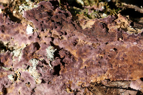 Phlebiopsis crassa on Resupinate Pore Surface of Fuscoporia gilva Deep purple to dirty orange growth with a white “fuzzy” edge and a lumpy appearance. Growing on a rotting hardwood log (along with lichens) in a dense mixed hardwood/coniferous forest in Northwest Georgia (Gordon County), US. 
https://www.jungledragon.com/image/70983/mustard_yellow_polypore_fuscoporia_gilva_-_immature.html
Later observation of Fuscoporia gilva:
https://www.jungledragon.com/image/70980/mustard_yellow_polypore_fuscoporia_gilva.html
https://www.jungledragon.com/image/70981/mustard_yellow_polypore_fuscoporia_gilva.html Fuscoporia gilva,Geotagged,Mustard Yellow Polypore,Phlebiopsis crassa,United States,Winter