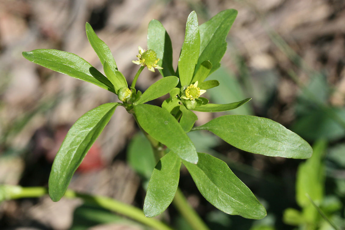 Small-flowered Buttercup (Ranunculus abortivus) Front yard/meadowy habitat in NW Georgia (Gordon County), US. Geotagged,Ranunculus abortivus,United States,Winter