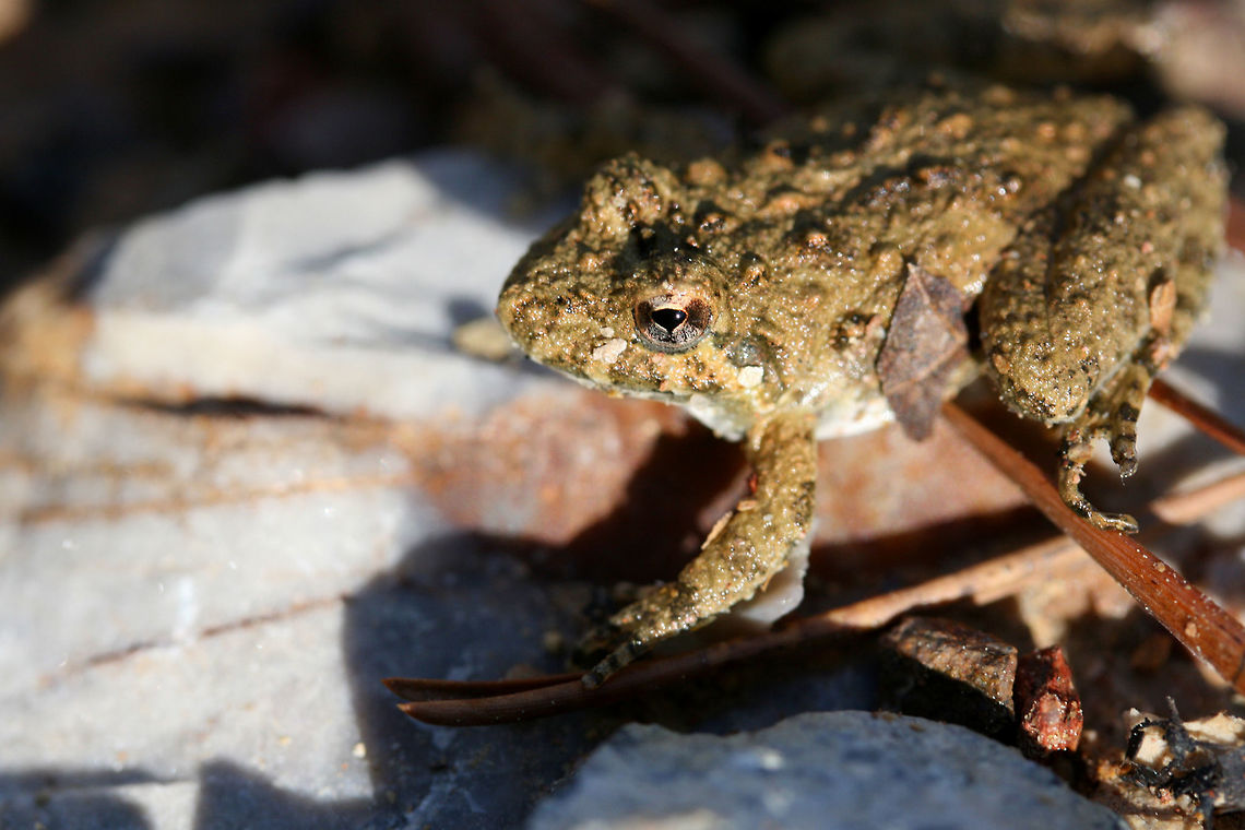 Northern Cricket Frog (Acris crepitans) On a forest path in a dense mixed hardwood/coniferous forest in NW Georgia (Gordon County), US.<br />
 Acris crepitans,Geotagged,Northern cricket frog,United States,Winter