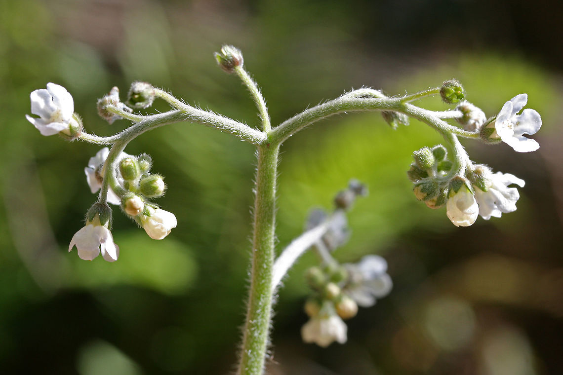 Wild Comfrey (Andersonglossum virginianum) On the edge of a disturbed dirt road/drive on a ridge in a dense mixed hardwood/coniferous forest in NW Georgia (Gordon County), US.<br />
<figure class="photo"><a href="https://www.jungledragon.com/image/70993/wild_comfrey_andersonglossum_virginianum.html" title="Wild Comfrey (Andersonglossum virginianum)"><img src="https://s3.amazonaws.com/media.jungledragon.com/images/3231/70993_thumb.JPG?AWSAccessKeyId=05GMT0V3GWVNE7GGM1R2&Expires=1759968010&Signature=IWHU7jhQTl0LMEiXKxDAev26zhA%3D" width="102" height="152" alt="Wild Comfrey (Andersonglossum virginianum) On the edge of a disturbed dirt road/drive on a ridge in a dense mixed hardwood/coniferous forest in NW Georgia (Gordon County), US.<br />
https://www.jungledragon.com/image/70990/wild_comfrey_andersonglossum_virginianum.html<br />
https://www.jungledragon.com/image/70991/wild_comfrey_andersonglossum_virginianum.html<br />
https://www.jungledragon.com/image/70992/wild_comfrey_andersonglossum_virginianum.html Andersonglossum virginianum,Geotagged,Spring,United States,Wild Comfrey" /></a></figure><br />
<figure class="photo"><a href="https://www.jungledragon.com/image/70991/wild_comfrey_andersonglossum_virginianum.html" title="Wild Comfrey (Andersonglossum virginianum)"><img src="https://s3.amazonaws.com/media.jungledragon.com/images/3231/70991_thumb.JPG?AWSAccessKeyId=05GMT0V3GWVNE7GGM1R2&Expires=1759968010&Signature=yX2Q7A6C98ztsU05M2vccvsu%2FVg%3D" width="200" height="134" alt="Wild Comfrey (Andersonglossum virginianum) On the edge of a disturbed dirt road/drive on a ridge in a dense mixed hardwood/coniferous forest in NW Georgia (Gordon County), US.<br />
https://www.jungledragon.com/image/70993/wild_comfrey_andersonglossum_virginianum.html<br />
https://www.jungledragon.com/image/70990/wild_comfrey_andersonglossum_virginianum.html<br />
https://www.jungledragon.com/image/70992/wild_comfrey_andersonglossum_virginianum.html Andersonglossum virginianum,Geotagged,Spring,United States,Wild Comfrey" /></a></figure><br />
<figure class="photo"><a href="https://www.jungledragon.com/image/70992/wild_comfrey_andersonglossum_virginianum.html" title="Wild Comfrey (Andersonglossum virginianum)"><img src="https://s3.amazonaws.com/media.jungledragon.com/images/3231/70992_thumb.jpg?AWSAccessKeyId=05GMT0V3GWVNE7GGM1R2&Expires=1759968010&Signature=XIfx3OKGYdjYwMEcWk7OuOpB2NU%3D" width="102" height="152" alt="Wild Comfrey (Andersonglossum virginianum) On the edge of a disturbed dirt road/drive on a ridge in a dense mixed hardwood/coniferous forest in NW Georgia (Gordon County), US.<br />
https://www.jungledragon.com/image/70993/wild_comfrey_andersonglossum_virginianum.html<br />
https://www.jungledragon.com/image/70991/wild_comfrey_andersonglossum_virginianum.html<br />
https://www.jungledragon.com/image/70990/wild_comfrey_andersonglossum_virginianum.html Andersonglossum virginianum,Geotagged,Spring,United States,Wild Comfrey" /></a></figure> Andersonglossum virginianum,Geotagged,Spring,United States,Wild Comfrey
