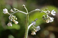 Wild Comfrey (Andersonglossum virginianum) On the edge of a disturbed dirt road/drive on a ridge in a dense mixed hardwood/coniferous forest in NW Georgia (Gordon County), US.<br />
https://www.jungledragon.com/image/70993/wild_comfrey_andersonglossum_virginianum.html<br />
https://www.jungledragon.com/image/70991/wild_comfrey_andersonglossum_virginianum.html<br />
https://www.jungledragon.com/image/70992/wild_comfrey_andersonglossum_virginianum.html Andersonglossum virginianum,Geotagged,Spring,United States,Wild Comfrey