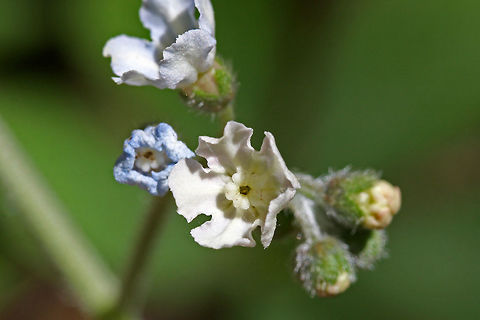 Wild Comfrey (Andersonglossum virginianum) On the edge of a disturbed dirt road/drive on a ridge in a dense mixed hardwood/coniferous forest in NW Georgia (Gordon County), US.
https://www.jungledragon.com/image/70993/wild_comfrey_andersonglossum_virginianum.html
https://www.jungledragon.com/image/70990/wild_comfrey_andersonglossum_virginianum.html
https://www.jungledragon.com/image/70992/wild_comfrey_andersonglossum_virginianum.html Andersonglossum virginianum,Geotagged,Spring,United States,Wild Comfrey
