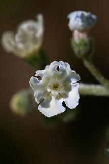 Wild Comfrey (Andersonglossum virginianum) On the edge of a disturbed dirt road/drive on a ridge in a dense mixed hardwood/coniferous forest in NW Georgia (Gordon County), US.
https://www.jungledragon.com/image/70993/wild_comfrey_andersonglossum_virginianum.html
https://www.jungledragon.com/image/70991/wild_comfrey_andersonglossum_virginianum.html
https://www.jungledragon.com/image/70990/wild_comfrey_andersonglossum_virginianum.html Andersonglossum virginianum,Geotagged,Spring,United States,Wild Comfrey