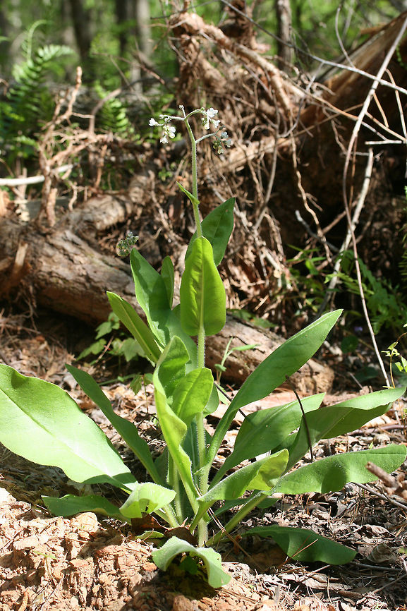 Wild Comfrey (Andersonglossum virginianum) On the edge of a disturbed dirt road/drive on a ridge in a dense mixed hardwood/coniferous forest in NW Georgia (Gordon County), US.<br />
<figure class="photo"><a href="https://www.jungledragon.com/image/70990/wild_comfrey_andersonglossum_virginianum.html" title="Wild Comfrey (Andersonglossum virginianum)"><img src="https://s3.amazonaws.com/media.jungledragon.com/images/3231/70990_thumb.JPG?AWSAccessKeyId=05GMT0V3GWVNE7GGM1R2&Expires=1759968010&Signature=UAiobBya4GhM46UU9t%2Fd%2BrAI3ac%3D" width="200" height="134" alt="Wild Comfrey (Andersonglossum virginianum) On the edge of a disturbed dirt road/drive on a ridge in a dense mixed hardwood/coniferous forest in NW Georgia (Gordon County), US.<br />
https://www.jungledragon.com/image/70993/wild_comfrey_andersonglossum_virginianum.html<br />
https://www.jungledragon.com/image/70991/wild_comfrey_andersonglossum_virginianum.html<br />
https://www.jungledragon.com/image/70992/wild_comfrey_andersonglossum_virginianum.html Andersonglossum virginianum,Geotagged,Spring,United States,Wild Comfrey" /></a></figure><br />
<figure class="photo"><a href="https://www.jungledragon.com/image/70991/wild_comfrey_andersonglossum_virginianum.html" title="Wild Comfrey (Andersonglossum virginianum)"><img src="https://s3.amazonaws.com/media.jungledragon.com/images/3231/70991_thumb.JPG?AWSAccessKeyId=05GMT0V3GWVNE7GGM1R2&Expires=1759968010&Signature=yX2Q7A6C98ztsU05M2vccvsu%2FVg%3D" width="200" height="134" alt="Wild Comfrey (Andersonglossum virginianum) On the edge of a disturbed dirt road/drive on a ridge in a dense mixed hardwood/coniferous forest in NW Georgia (Gordon County), US.<br />
https://www.jungledragon.com/image/70993/wild_comfrey_andersonglossum_virginianum.html<br />
https://www.jungledragon.com/image/70990/wild_comfrey_andersonglossum_virginianum.html<br />
https://www.jungledragon.com/image/70992/wild_comfrey_andersonglossum_virginianum.html Andersonglossum virginianum,Geotagged,Spring,United States,Wild Comfrey" /></a></figure><br />
<figure class="photo"><a href="https://www.jungledragon.com/image/70992/wild_comfrey_andersonglossum_virginianum.html" title="Wild Comfrey (Andersonglossum virginianum)"><img src="https://s3.amazonaws.com/media.jungledragon.com/images/3231/70992_thumb.jpg?AWSAccessKeyId=05GMT0V3GWVNE7GGM1R2&Expires=1759968010&Signature=XIfx3OKGYdjYwMEcWk7OuOpB2NU%3D" width="102" height="152" alt="Wild Comfrey (Andersonglossum virginianum) On the edge of a disturbed dirt road/drive on a ridge in a dense mixed hardwood/coniferous forest in NW Georgia (Gordon County), US.<br />
https://www.jungledragon.com/image/70993/wild_comfrey_andersonglossum_virginianum.html<br />
https://www.jungledragon.com/image/70991/wild_comfrey_andersonglossum_virginianum.html<br />
https://www.jungledragon.com/image/70990/wild_comfrey_andersonglossum_virginianum.html Andersonglossum virginianum,Geotagged,Spring,United States,Wild Comfrey" /></a></figure> Andersonglossum virginianum,Geotagged,Spring,United States,Wild Comfrey