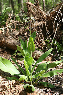 Wild Comfrey (Andersonglossum virginianum) On the edge of a disturbed dirt road/drive on a ridge in a dense mixed hardwood/coniferous forest in NW Georgia (Gordon County), US.
https://www.jungledragon.com/image/70990/wild_comfrey_andersonglossum_virginianum.html
https://www.jungledragon.com/image/70991/wild_comfrey_andersonglossum_virginianum.html
https://www.jungledragon.com/image/70992/wild_comfrey_andersonglossum_virginianum.html Andersonglossum virginianum,Geotagged,Spring,United States,Wild Comfrey