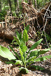 Wild Comfrey (Andersonglossum virginianum) On the edge of a disturbed dirt road/drive on a ridge in a dense mixed hardwood/coniferous forest in NW Georgia (Gordon County), US.<br />
https://www.jungledragon.com/image/70990/wild_comfrey_andersonglossum_virginianum.html<br />
https://www.jungledragon.com/image/70991/wild_comfrey_andersonglossum_virginianum.html<br />
https://www.jungledragon.com/image/70992/wild_comfrey_andersonglossum_virginianum.html Andersonglossum virginianum,Geotagged,Spring,United States,Wild Comfrey