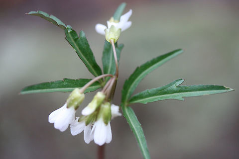 Cut-leaved Toothwort (Cardamine concatenata) Growing at the edge of a trail in the Chattahoochee-Oconee National Forest/Keown Falls Trail in Walker County, Georgia, US.

My apologies for the terrible quality photos!
https://www.jungledragon.com/image/71021/cut-leaved_toothwort_cardamine_concatenata.html Cardamine concatenata,Geotagged,United States,Winter,cardamine,cut-leaved toothwort,toothwort,wildflower,wildflowers