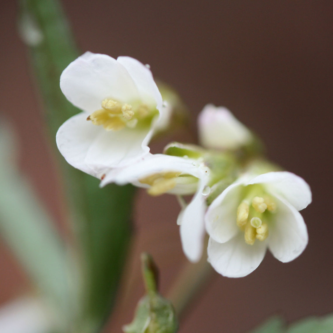 Cut-leaved Toothwort (Cardamine concatenata) Growing at the edge of a trail in the Chattahoochee-Oconee National Forest/Keown Falls Trail in Walker County, Georgia, US.<br />
<br />
My apologies for the terrible quality photos!<br />
<figure class="photo"><a href="https://www.jungledragon.com/image/71020/cut-leaved_toothwort_cardamine_concatenata.html" title="Cut-leaved Toothwort (Cardamine concatenata)"><img src="https://s3.amazonaws.com/media.jungledragon.com/images/3231/71020_thumb.JPG?AWSAccessKeyId=05GMT0V3GWVNE7GGM1R2&Expires=1759968010&Signature=Jjfv4lJHeo8tGyZY66LxFvVoZtI%3D" width="200" height="134" alt="Cut-leaved Toothwort (Cardamine concatenata) Growing at the edge of a trail in the Chattahoochee-Oconee National Forest/Keown Falls Trail in Walker County, Georgia, US.<br />
<br />
My apologies for the terrible quality photos!<br />
https://www.jungledragon.com/image/71021/cut-leaved_toothwort_cardamine_concatenata.html Cardamine concatenata,Geotagged,United States,Winter,cardamine,cut-leaved toothwort,toothwort,wildflower,wildflowers" /></a></figure> Cardamine concatenata,Geotagged,United States,Winter,cardamine,cut-leaved toothwort,toothwort,wildflower,wildflowers