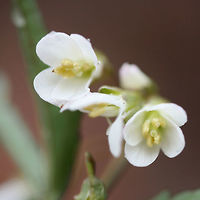 Cut-leaved Toothwort (Cardamine concatenata) Growing at the edge of a trail in the Chattahoochee-Oconee National Forest/Keown Falls Trail in Walker County, Georgia, US.<br />
<br />
My apologies for the terrible quality photos!<br />
https://www.jungledragon.com/image/71020/cut-leaved_toothwort_cardamine_concatenata.html Cardamine concatenata,Geotagged,United States,Winter,cardamine,cut-leaved toothwort,toothwort,wildflower,wildflowers