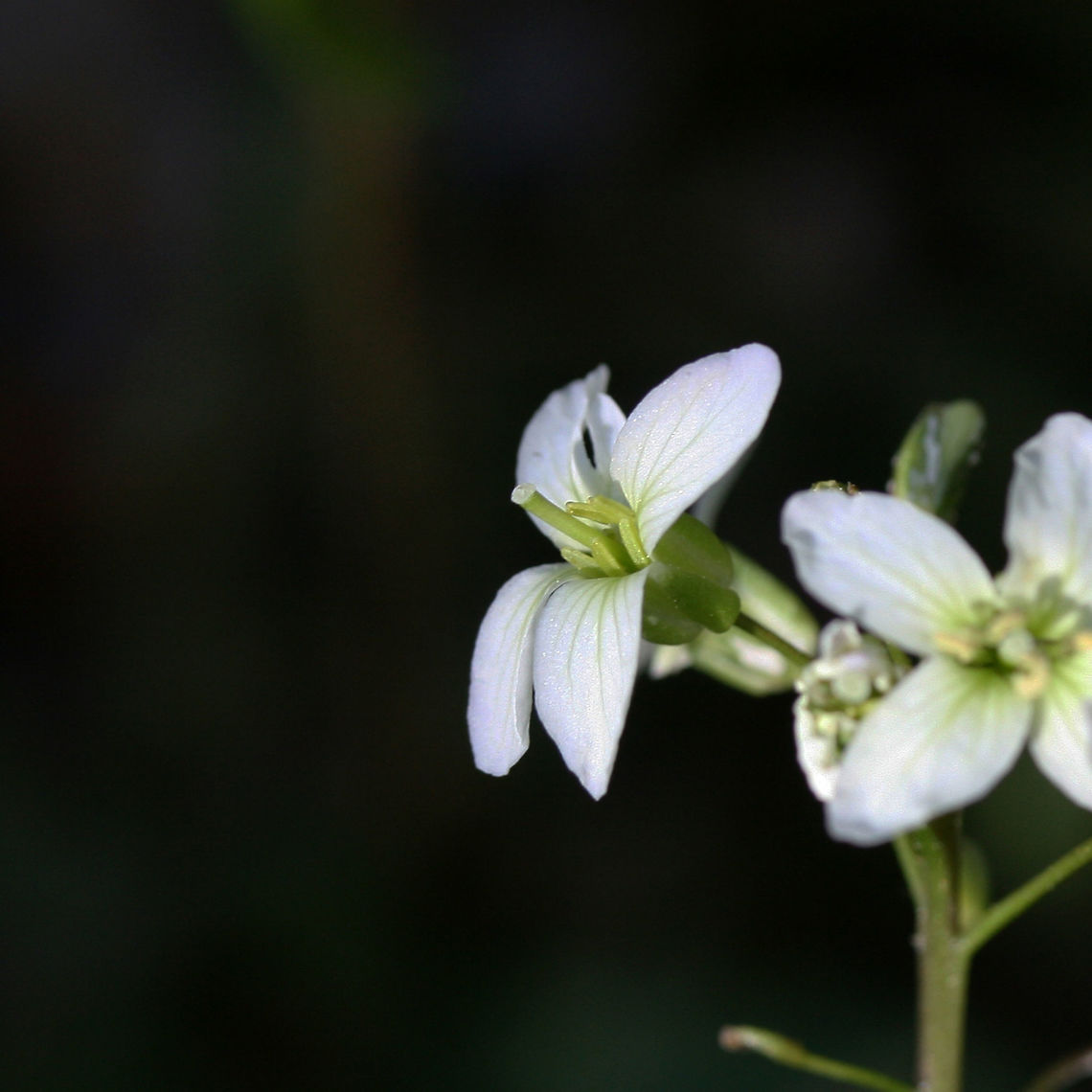 Slender Toothworth (Cardamine angustata) Growing in a densely forested valley by a seasonal stream. Cardamine angustata,Geotagged,Slender toothwort,Spring,United States