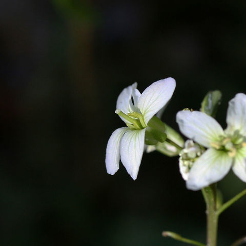 Slender Toothworth (Cardamine angustata) Growing in a densely forested valley by a seasonal stream. Cardamine angustata,Geotagged,Slender toothwort,Spring,United States