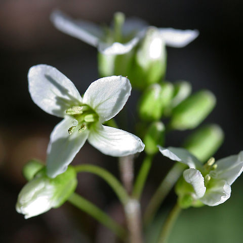 Slender Toothworth (Cardamine angustata) Growing in a densely forested valley by a seasonal stream. Cardamine angustata,Geotagged,Slender toothwort,Spring,United States