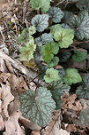 American Alumroot (Heuchera americana) Growing in a dense woodland in Walker County, GA.<br />
https://www.jungledragon.com/image/71029/american_alumroot_heuchera_americana.html American alumroot,Geotagged,Heuchera americana,Spring,United States