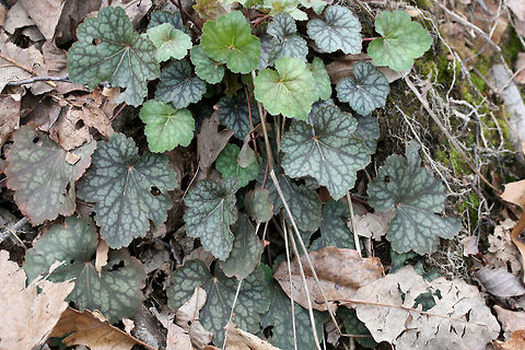 American Alumroot (Heuchera americana) Growing in a dense woodland in Walker County, GA.
https://www.jungledragon.com/image/71028/american_alumroot_heuchera_americana.html American alumroot,Geotagged,Heuchera americana,Spring,United States