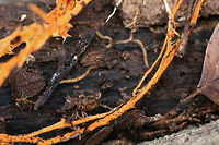Hydnophlebia chrysorhiza Rhizomorphs Excuse the AWFUL quality! <br />
Growing on the underside of a rotting log (back in March 2018) in a dense mixed forest.<br />
https://www.jungledragon.com/image/71031/hydnophlebia_chrysorhiza_rhizomorphs.html Geotagged,Hydnophlebia chrysorhiza,Phanerochaete chrysorhizon,United States,Winter,fungi,fungus,neon,neon orange,orange,rhizomorph,rhizomorphs