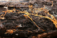 Hydnophlebia chrysorhiza Rhizomorphs Excuse the AWFUL quality! <br />
Growing on the underside of a rotting log (back in March 2018) in a dense mixed forest.<br />
https://www.jungledragon.com/image/71030/hydnophlebia_chrysorhiza_rhizomorphs.html Geotagged,Hydnophlebia chrysorhiza,Phanerochaete chrysorhizon,United States,Winter,fungi,fungus,neon,neon orange,orange,rhizomorph,rhizomorphs