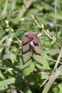 Purple Deadnettle (Lamium purpureum) Growing in a backyard habitat.
https://www.jungledragon.com/image/71034/purple_deadnettle_lamium_purpureum.html Geotagged,Lamium purpureum,Red Deadnettle,Spring,United States