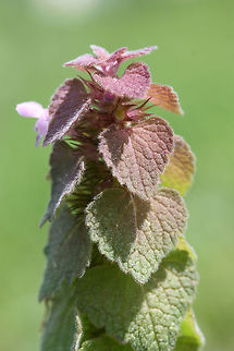 Purple Deadnettle (Lamium purpureum) Growing in a backyard habitat.
https://www.jungledragon.com/image/71032/purple_deadnettle_lamium_purpureum.html Geotagged,Lamium purpureum,Red Deadnettle,Spring,United States