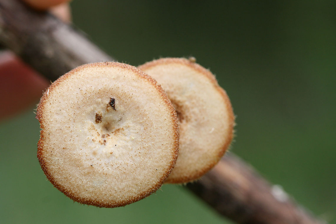 Lentinus arcularius Growing on a hardwood branch in a dense mixed forest.<br />
<figure class="photo"><a href="https://www.jungledragon.com/image/71036/lentinus_arcularius.html" title="Lentinus arcularius"><img src="https://s3.amazonaws.com/media.jungledragon.com/images/3231/71036_thumb.JPG?AWSAccessKeyId=05GMT0V3GWVNE7GGM1R2&Expires=1759968010&Signature=PqkMHN2oWcD6WrS9OoknobrO94k%3D" width="200" height="134" alt="Lentinus arcularius Growing on a hardwood branch in a dense mixed forest.<br />
https://www.jungledragon.com/image/71035/lentinus_arcularius.html Geotagged,Lentinus arcularius,Spring,United States" /></a></figure> Geotagged,Lentinus arcularius,Spring,United States