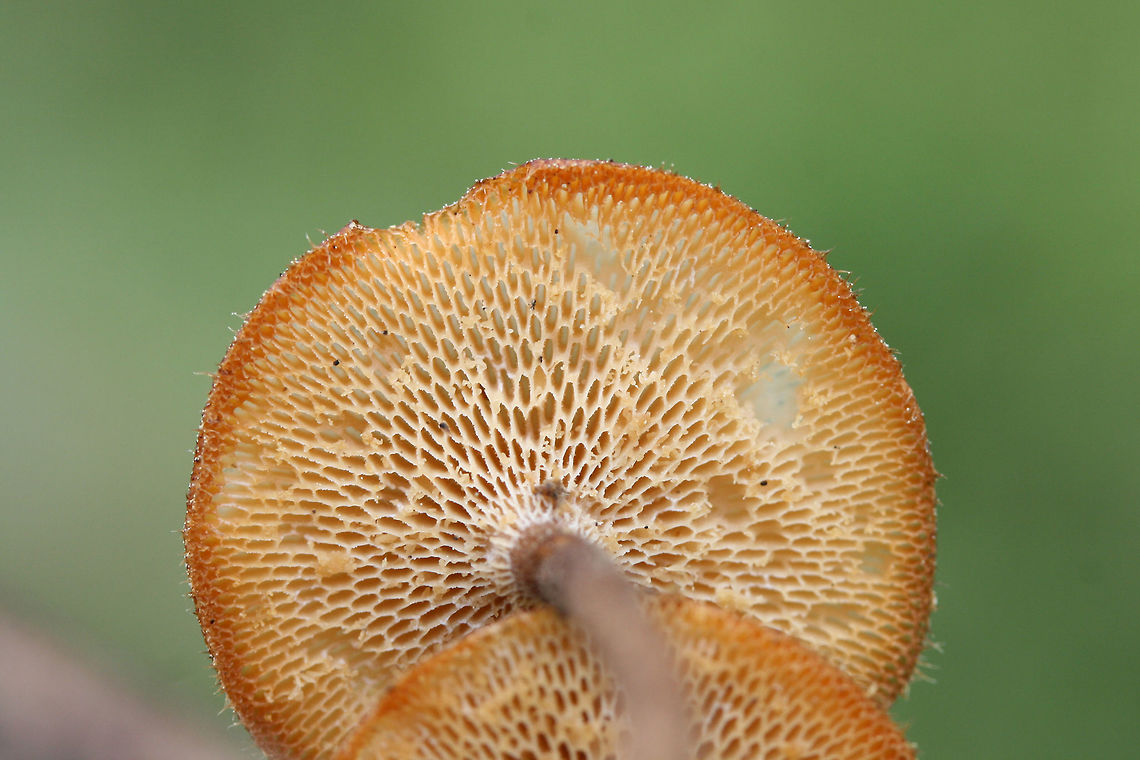 Lentinus arcularius Growing on a hardwood branch in a dense mixed forest.<br />
<figure class="photo"><a href="https://www.jungledragon.com/image/71035/lentinus_arcularius.html" title="Lentinus arcularius"><img src="https://s3.amazonaws.com/media.jungledragon.com/images/3231/71035_thumb.JPG?AWSAccessKeyId=05GMT0V3GWVNE7GGM1R2&Expires=1759968010&Signature=hJGjRU6olMQ58XitygkQhLtZGTk%3D" width="200" height="134" alt="Lentinus arcularius Growing on a hardwood branch in a dense mixed forest.<br />
https://www.jungledragon.com/image/71036/lentinus_arcularius.html Geotagged,Lentinus arcularius,Spring,United States" /></a></figure> Geotagged,Lentinus arcularius,Spring,United States