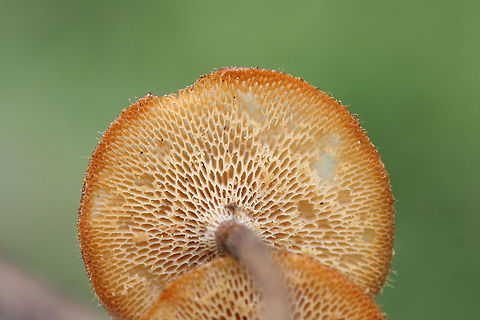Lentinus arcularius Growing on a hardwood branch in a dense mixed forest.
https://www.jungledragon.com/image/71035/lentinus_arcularius.html Geotagged,Lentinus arcularius,Spring,United States