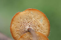 Lentinus arcularius Growing on a hardwood branch in a dense mixed forest.<br />
https://www.jungledragon.com/image/71035/lentinus_arcularius.html Geotagged,Lentinus arcularius,Spring,United States
