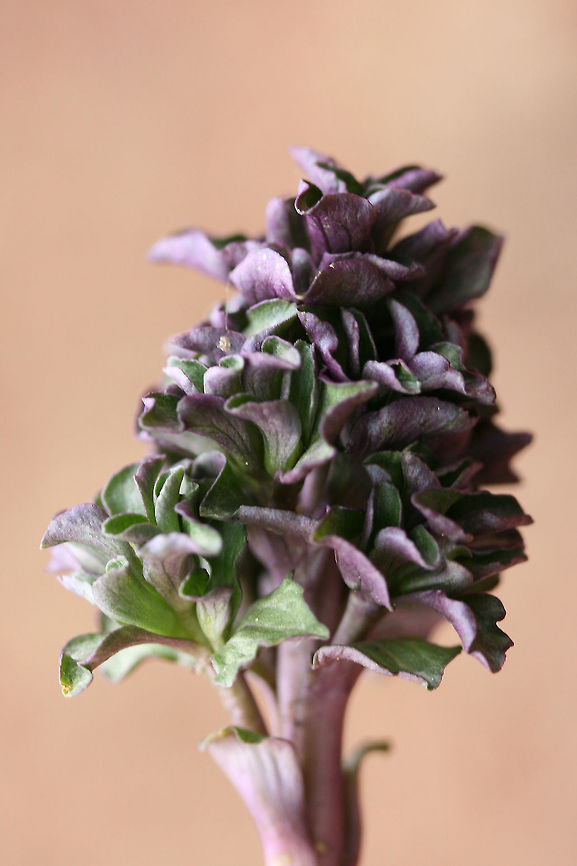 Virginia Pennywort (Obolaria virginica) Growing in moist leaf litter (pushing through) in a densely forested valley.<br />
<figure class="photo"><a href="https://www.jungledragon.com/image/71038/virginia_pennywort_obolaria_virginica.html" title="Virginia Pennywort (Obolaria virginica)"><img src="https://s3.amazonaws.com/media.jungledragon.com/images/3231/71038_thumb.jpg?AWSAccessKeyId=05GMT0V3GWVNE7GGM1R2&Expires=1770854410&Signature=UmogsKH%2F2uBxwJCb239TRbwvZNs%3D" width="102" height="152" alt="Virginia Pennywort (Obolaria virginica) Growing in moist leaf litter (pushing through) in a densely forested valley.<br />
https://www.jungledragon.com/image/71037/virginia_pennywort_obolaria_virginica.html Geotagged,Obolaria,Obolaria virginica,United States,Winter" /></a></figure> Geotagged,Obolaria,Obolaria virginica,United States,Winter
