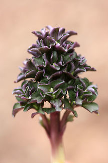 Virginia Pennywort (Obolaria virginica) Growing in moist leaf litter (pushing through) in a densely forested valley.
https://www.jungledragon.com/image/71037/virginia_pennywort_obolaria_virginica.html Geotagged,Obolaria,Obolaria virginica,United States,Winter